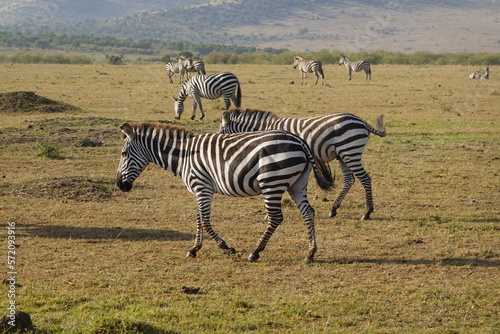 Kenya - Savannah - Zebra