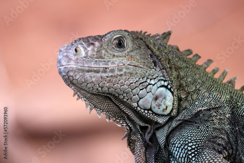 close up of a green iguana