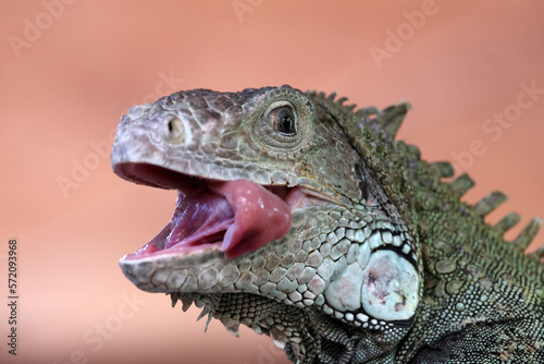 close up of a green iguana © Edwin Butter
