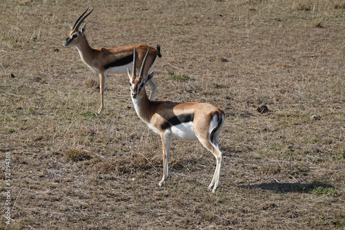 Kenya - Savannah - Gazelle