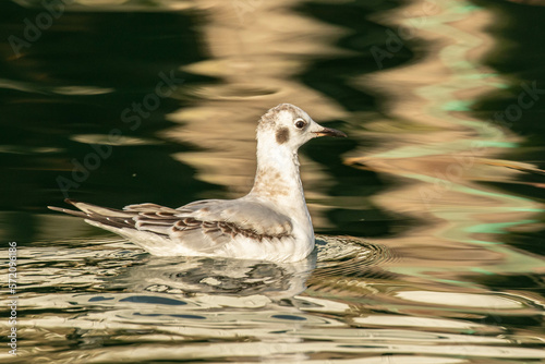 Mew gull in Coos Bay