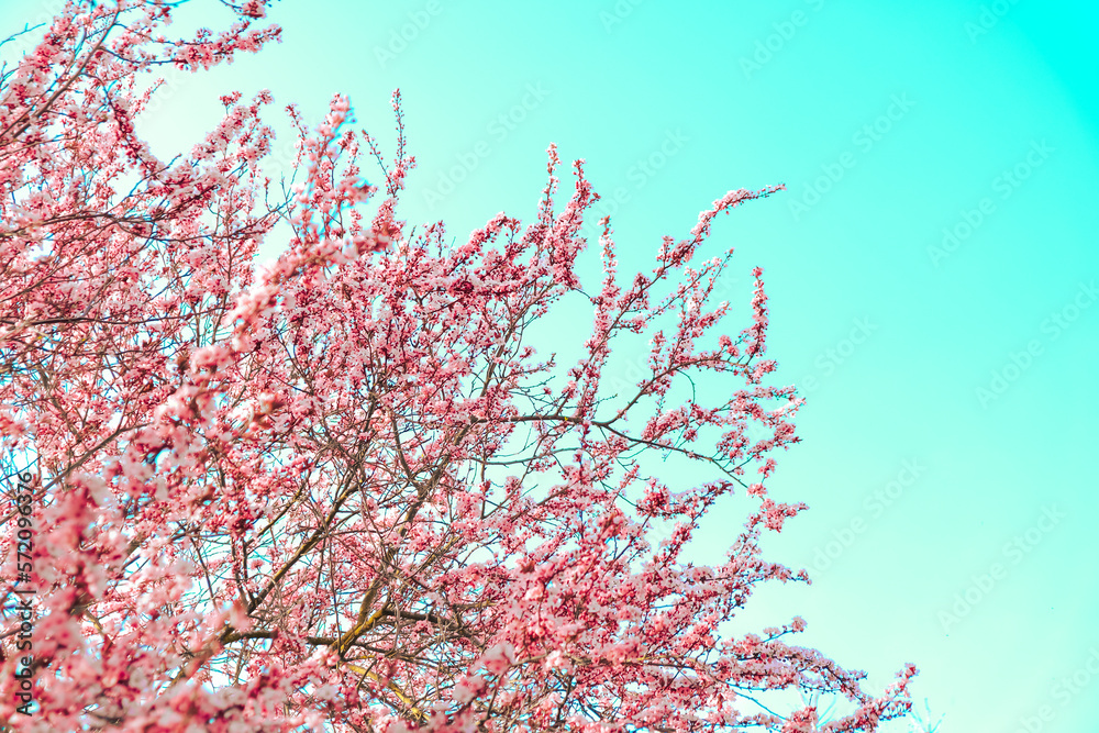 Spring.Blossoming pink trees on a bright blue sky background. Two color photo. Pink and blue toned photo.Spring beautiful floral wallpaper Spring.Blossoming pink trees on a bright blue sky background. Two color photo. Pink and blue toned photo.Spring beautiful floral wallpaper