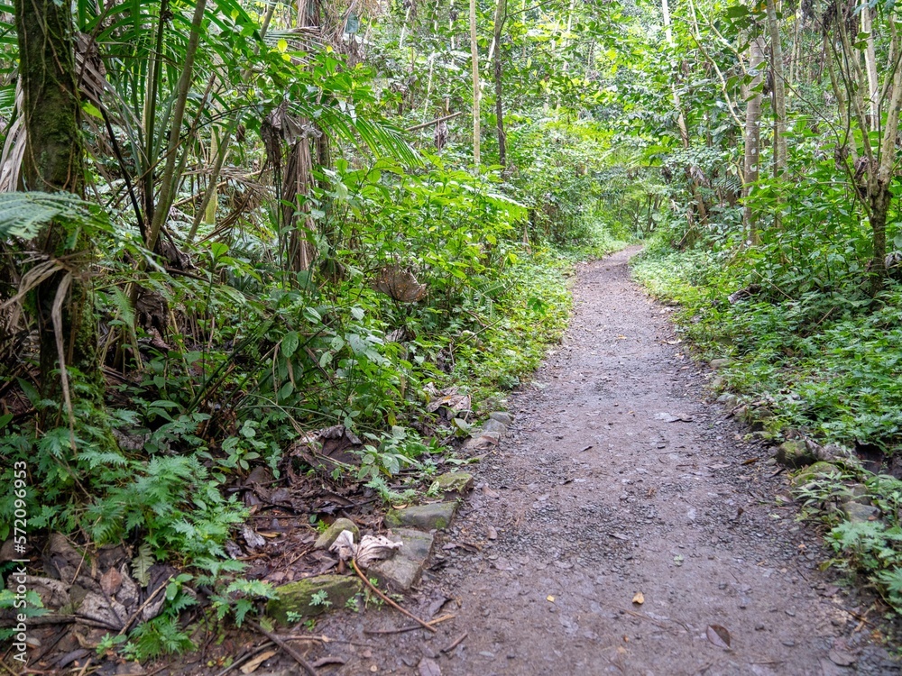 Obraz premium Hiking trail and nature walk in rainforest