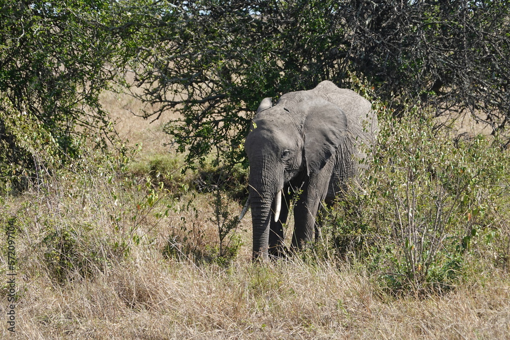 Kenya - Savannah - Elephant