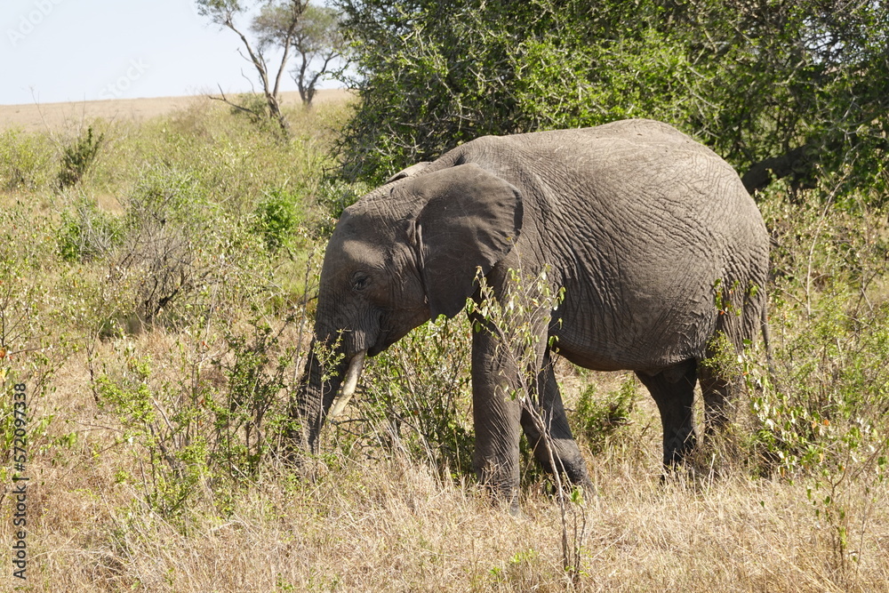 Kenya - Savannah - Elephant