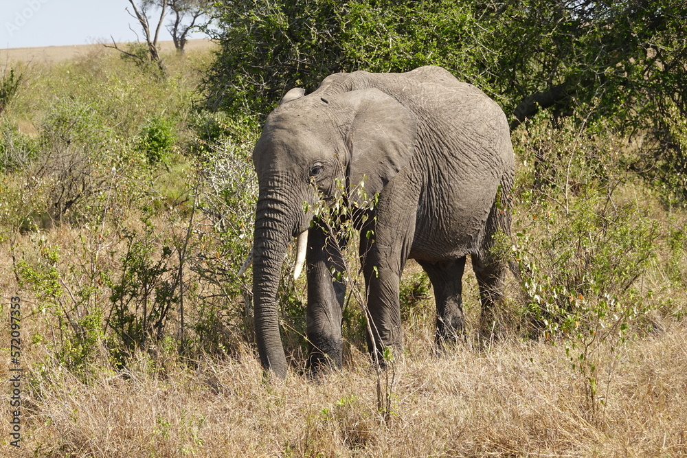 Fototapeta premium Kenya - Savannah - Elephant