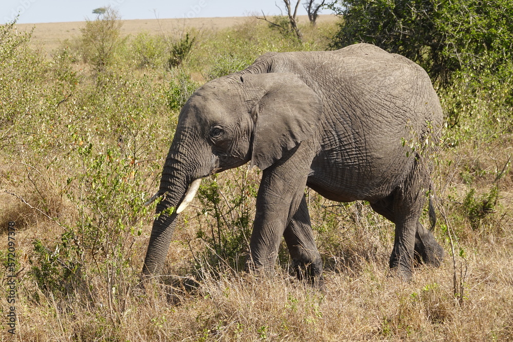 Fototapeta premium Kenya - Savannah - Elephant