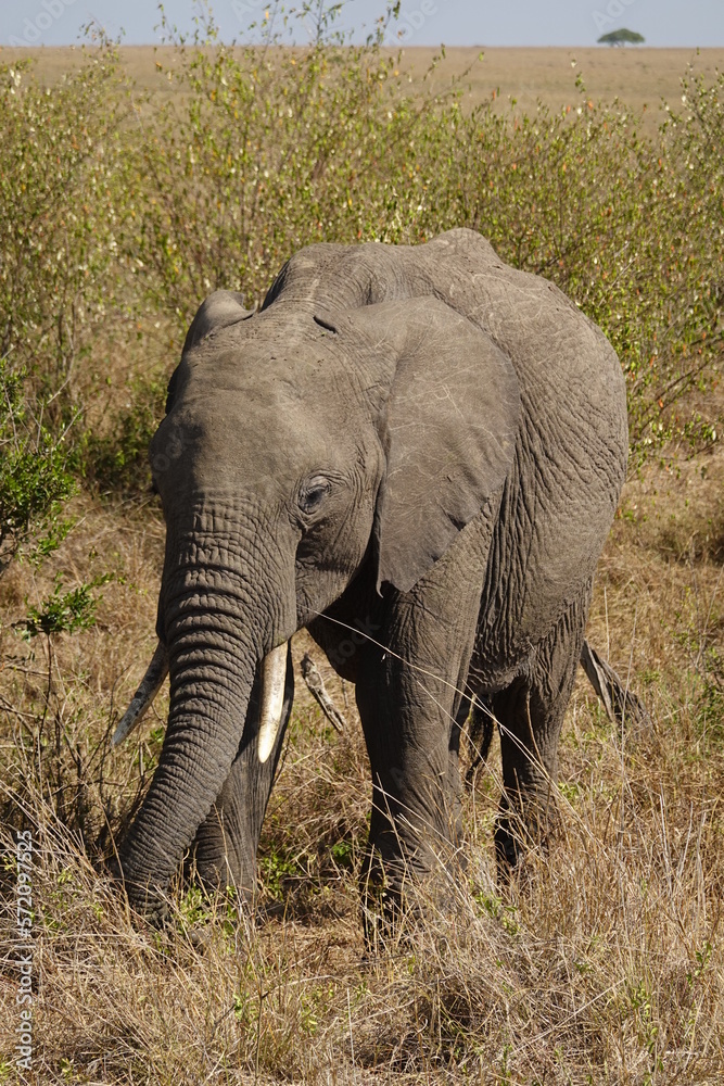Obraz premium Kenya - Savannah - Elephant