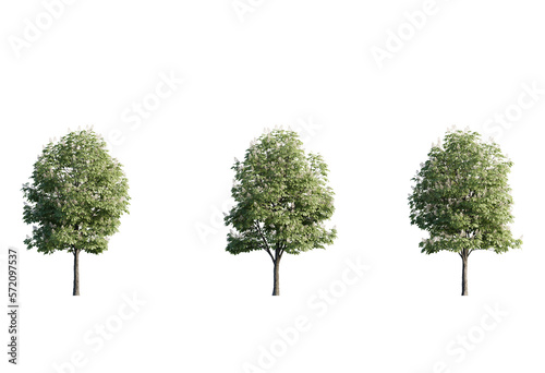 Tree aesculus hippocastanum png cutout photo