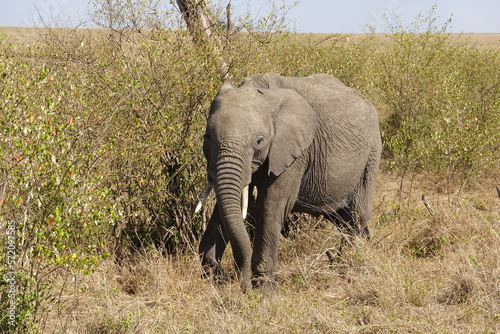 Kenya - Savannah - Elephant