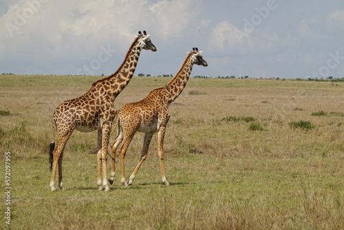 Kenya - Savannah - Giraffe © Karen