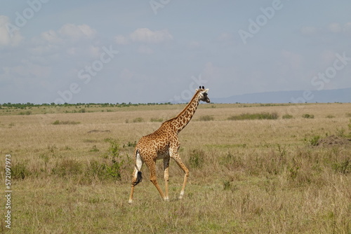 Kenya - Savannah - Giraffe