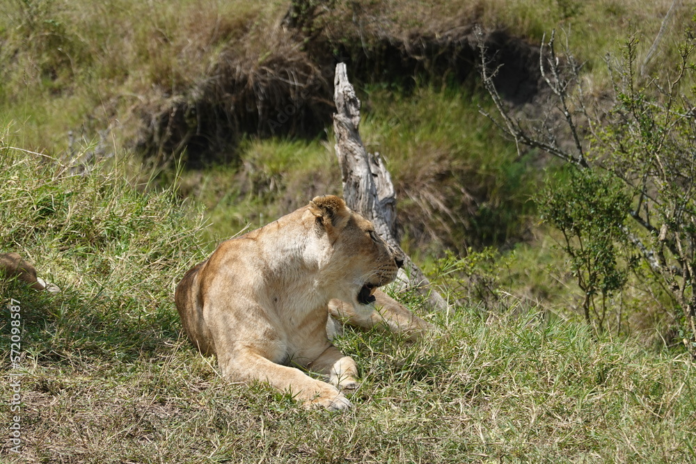 Fototapeta premium Kenya - Savannah - Lion