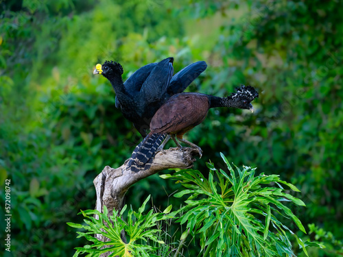 Male and Female Great Curassow standing on snag ,portrait in Costa Rica photo