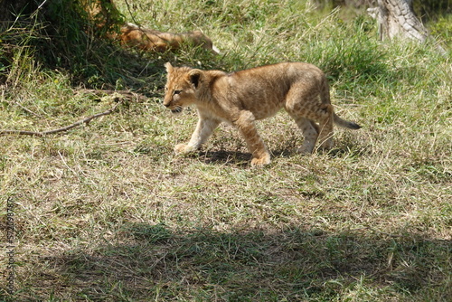 Kenya - Savannah - Lion