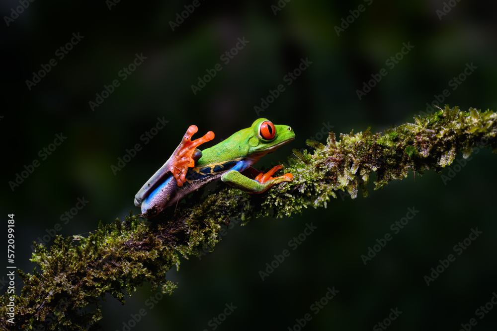 Naklejka premium Red-eyed tree frog bright vivid colors at night in tropical rainforest treefrog in jungle Costa Rica 