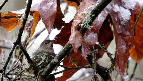 Anna's Hummingbird (Calypte anna) sitting on a nest during Feburary as an overnight snow melts away in Western Oregon.