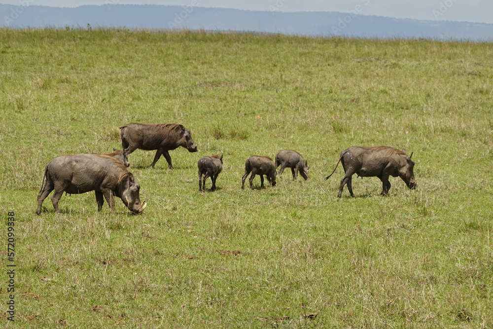 Kenya - Savannah - Warthog Kenya - Savannah - Warthog