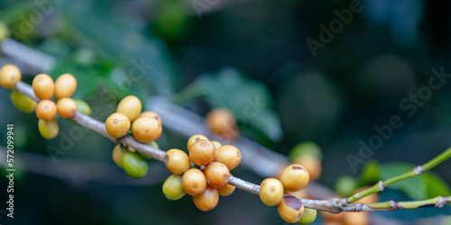 banner ripe coffee beans on brance tree. harvesting Robusta and arabica  coffee berries by agriculturist hands, Worker Harvest arabica coffee berries on its branch.