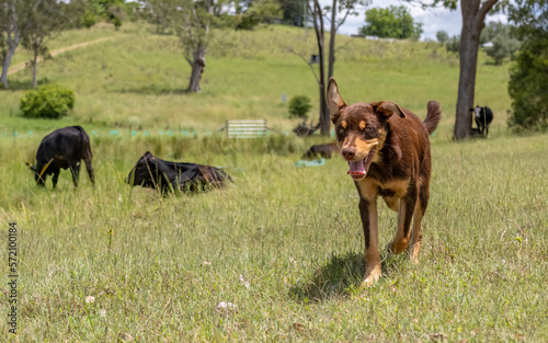 Australian Kelpie working dog in a paddock with cows