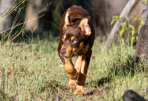 Australian Kelpie working dog in a paddock