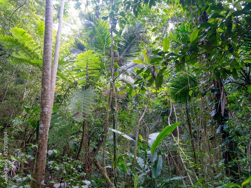 Tropical trees of a rainforest