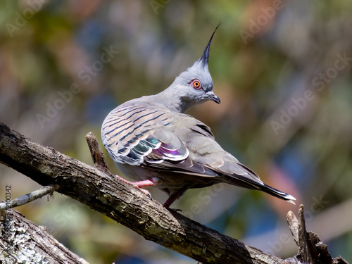 Crested Pigeon in a tree looking back in Australia