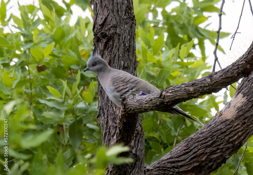 Wild Crested pigeon on a branch in australia