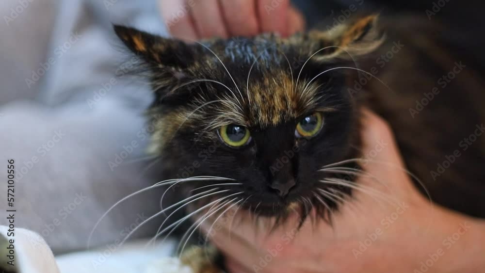A young caucasian guy holds a tricolor dark pedigreed cat with green frightened eyes and gently strokes his head after taking a shower, close-up side view in slow motion. A young caucasian guy holds a tricolor dark pedigreed cat with green frightened eyes and gently strokes his head after taking a shower, close-up side view in slow motion.
