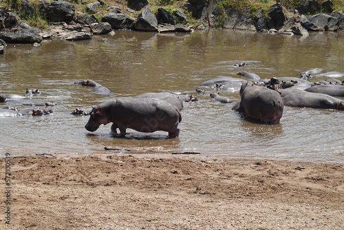 Kenya - Savannah - Hippo