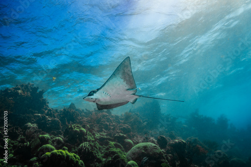 Obraz na płótnie Eagle Ray in Hol Chan Marine Reserve w salonie