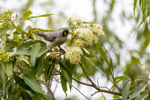 Noisey Minor eating blossoms in a gum tree