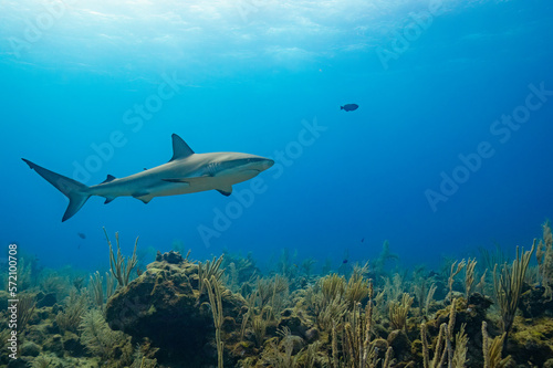 Caribbean Reef Shark in Belize (3)