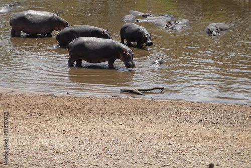 Kenya - Savannah - Hippo