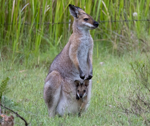 Wallaby with joey 