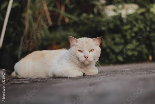 cat on the fence