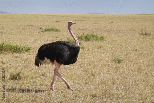 Kenya - Savannah - Ostrich