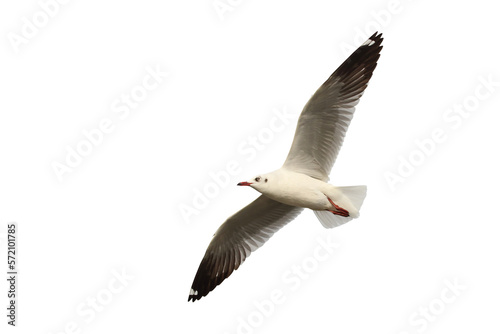 Beautiful seagull flying isolated on transparent background png file