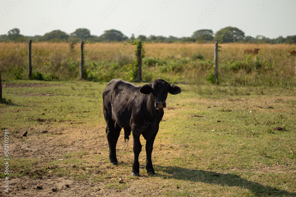Black colored calves in the field, with sunlight Black colored calves in the field, with sunlight