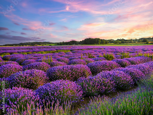  lavender fields in the summer, United Kingdom
