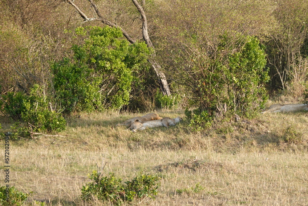 Kenya - Savannah - Lion
Kenya - Savannah - Lion