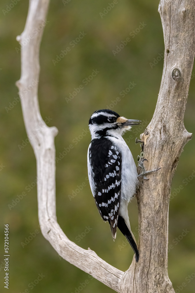 Obraz premium A female downy woodpecker in a little forest not far away from Ottawa, Canada, looking for food on a branch of a tree at a sunny day in winter. 
