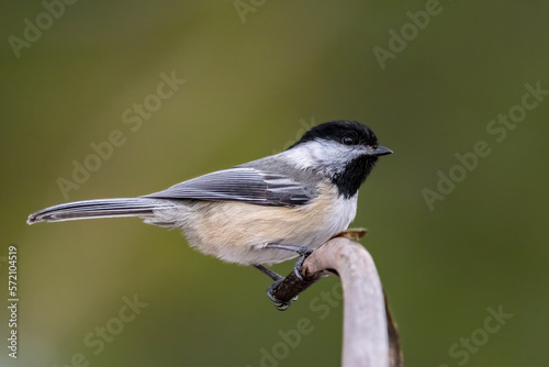 A black-capped chickadee sitting on a branch of a tree in Ontario, Canada at a cold day in winter.
