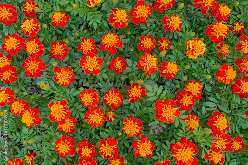French Marigold (Dwarf) flowers in bloom, close up view of a beautiful flowers, daisy family © Hanna Tor