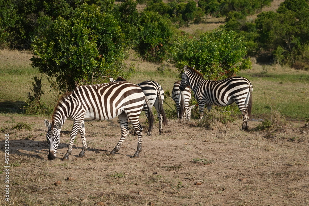 Kenya - Savannah - Zebra