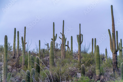 Saguaro cactus hills in tuscon arizona in sabino national park in afternoon shade with storm rolling in on horizon