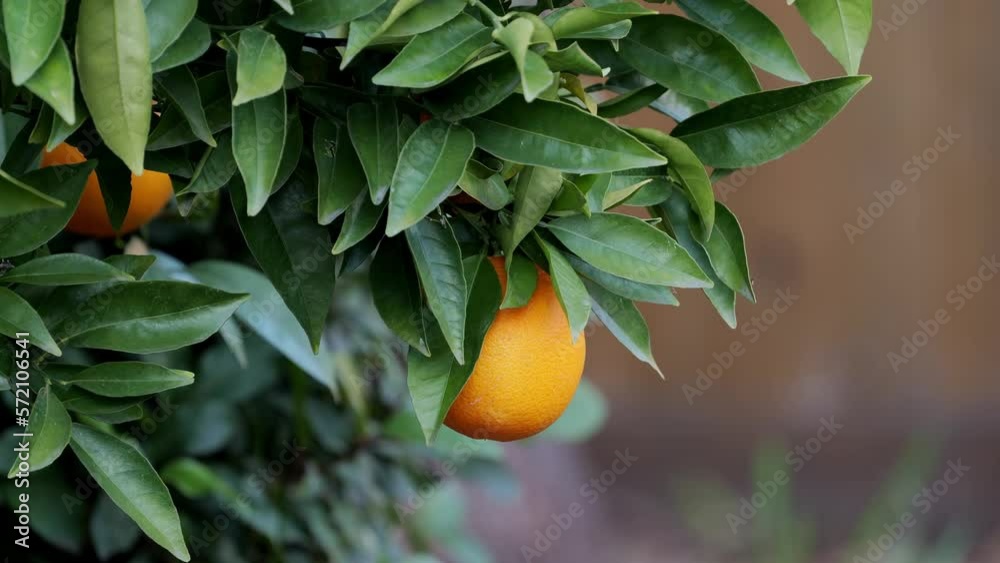 Panning up on ripe citrus fruit growing on a tree