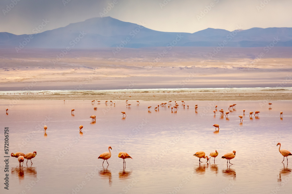 Laguna colorada, Red lake, with Flamingos and Volcanic landscape, Andes, Bolivia