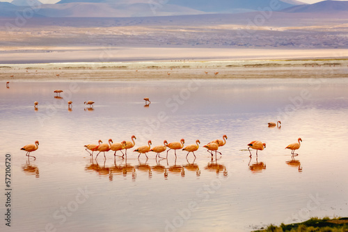 Obraz na płótnie Laguna colorada, Red lake, with Flamingos and Volcanic landscape, Andes, Bolivia w salonie