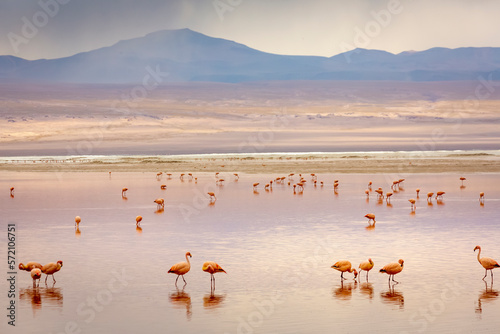 Obraz na płótnie Laguna colorada, Red lake, with Flamingos and Volcanic landscape, Andes, Bolivia w salonie